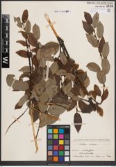 Foto von Salix caprea L.